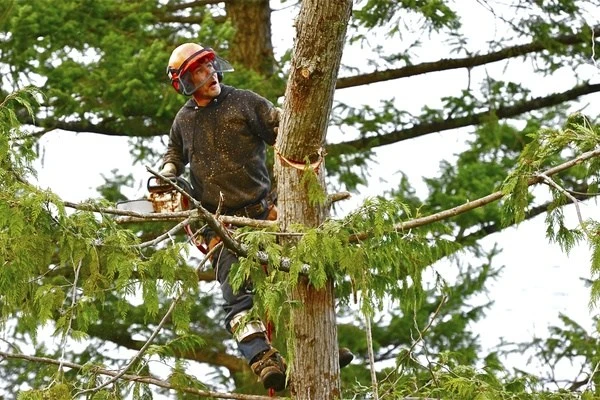 Professional local tree service