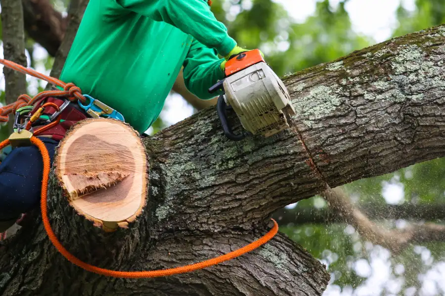 Affordable Tree Trimming Conroe, TX