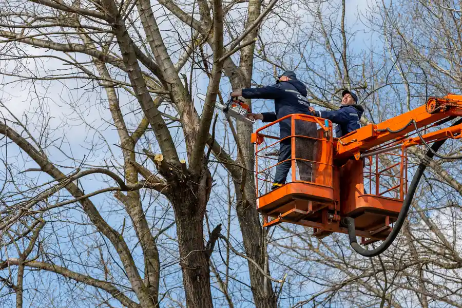Local Tree Removal Services Conroe, TX