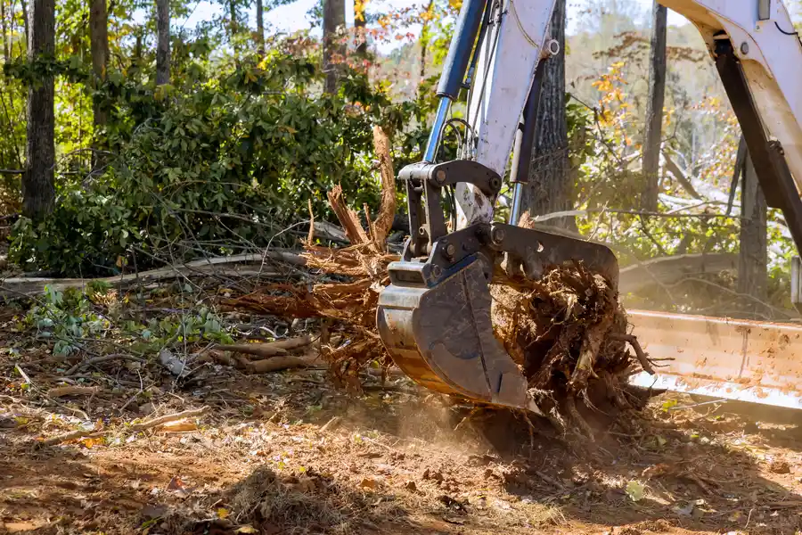 Superior Stump Removal Conroe, TX