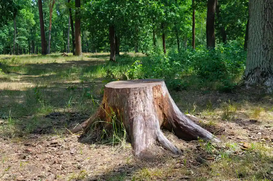 The Environmental Benefits Of Stump Removal Services Conroe, TX