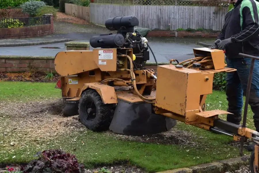 The Environmental Impact Of Stump Grinding And Removal Conroe, TX