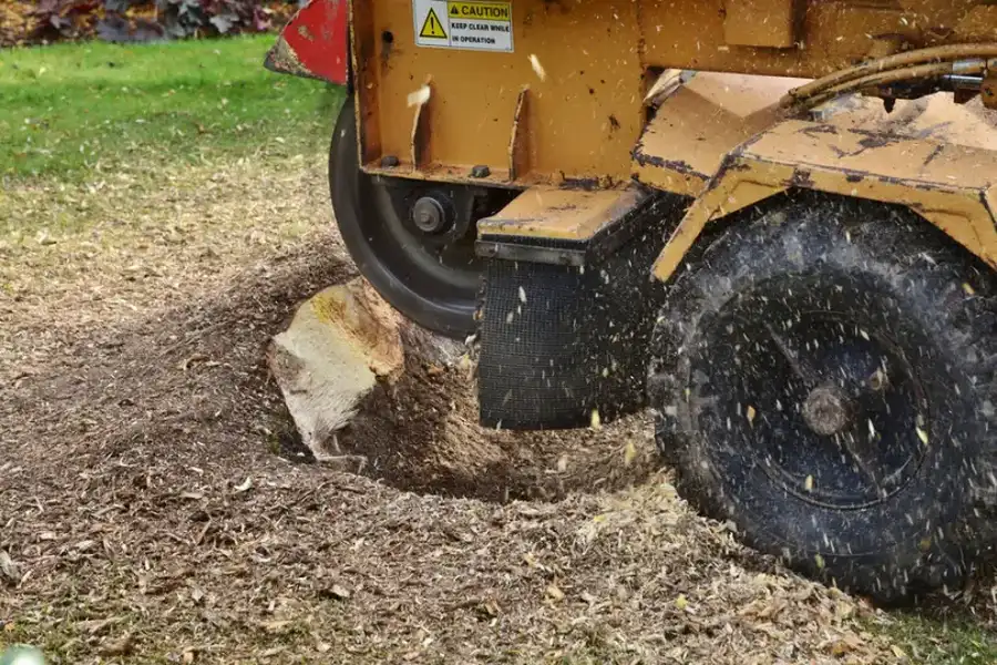 The Environmental Impact Of Stump Grinding And Removal in Conroe, TX