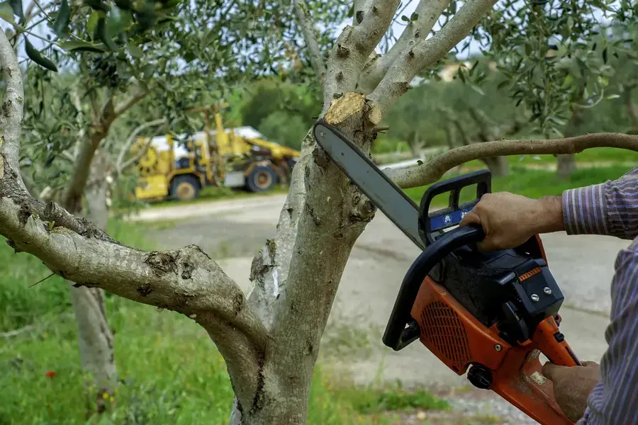 The Role Of Tree Trimming In Disease Prevention Conroe, TX