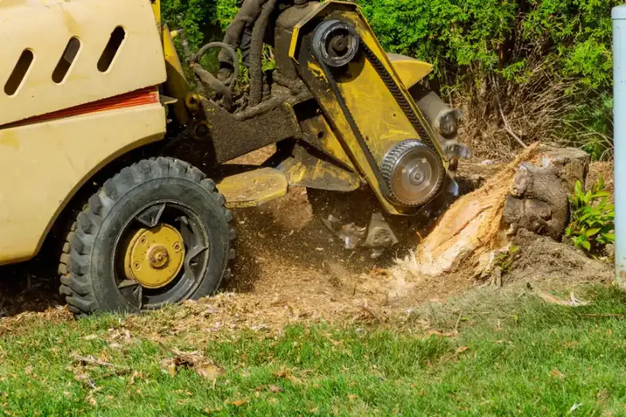 What To Expect From A Professional Stump Grinding Service Conroe, TX