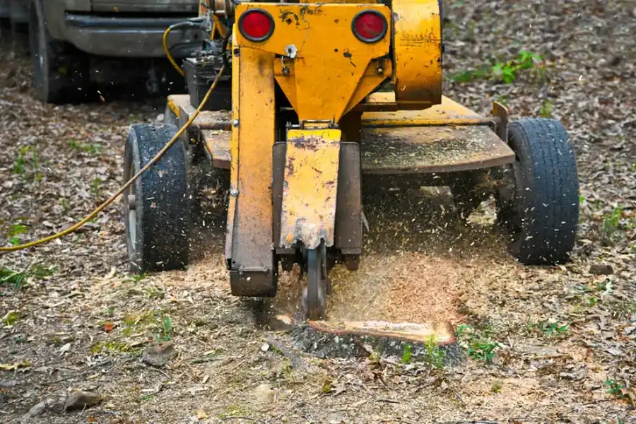 What To Expect From A Professional Stump Grinding Service in Conroe, TX