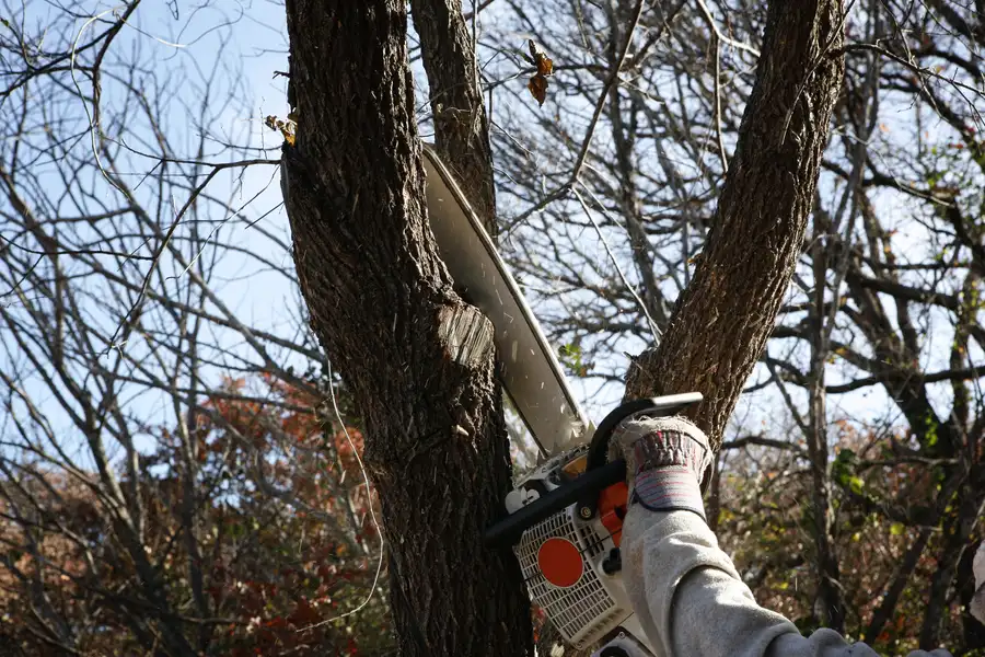 Why Professional Tree Removal Ensures Safety Conroe, TX