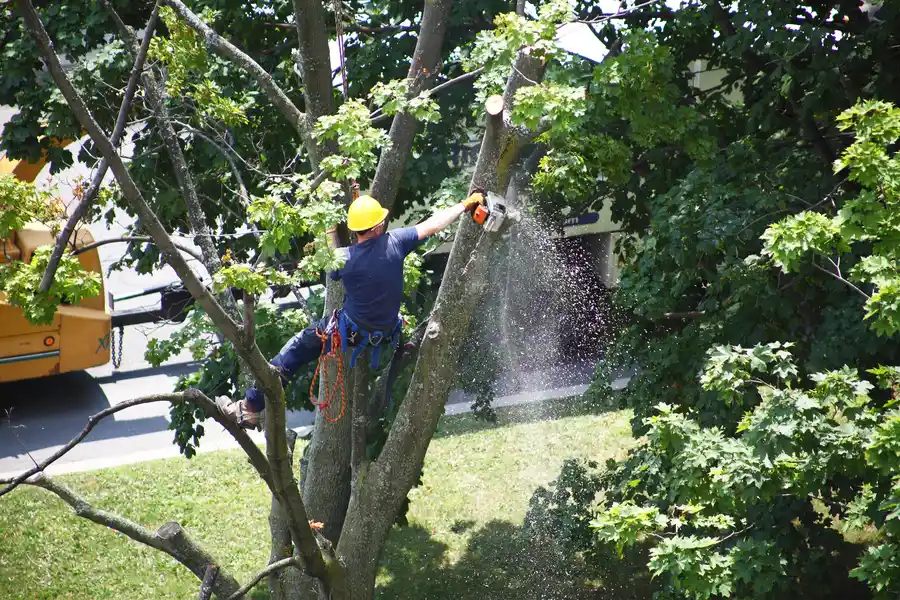 Why Professional Tree Removal Ensures Safety in Conroe, TX